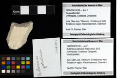 Foto (Objekt + Etiketten) von Bullariscus patruliusi (Robins et al., 2013) 